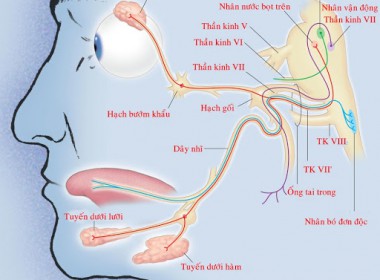 Liệt dây thần kinh số 7 ( méo miệng )